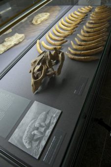 Freier Samstag am 2. September im Museum Wiesbaden — Mammuts und Riesenhaie—eine Zeitreise