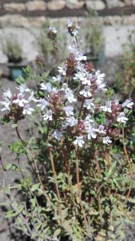 Bei zwei Sonderführungen den Botanischen Garten Karlsruhe neu entdecken