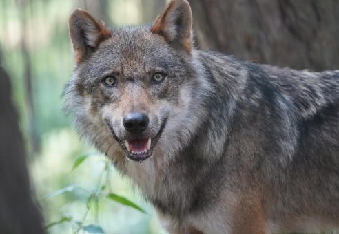 Wolfstag im Wildpark Schwarze Berge!