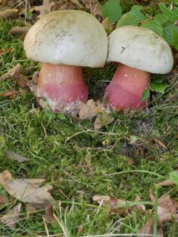 Pilze – eine lebendige Ausstellung zur Vielfalt heimischer Pilzarten