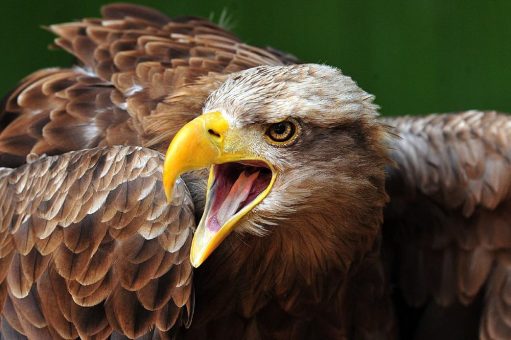 „Faszination Seeadler“ im Wildpark Eekholt