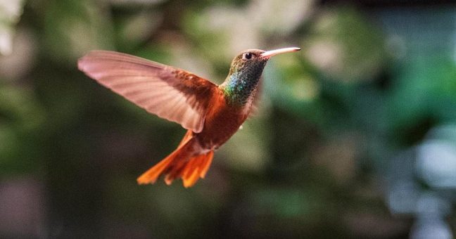 Kolibris – Juwelen der Lüfte