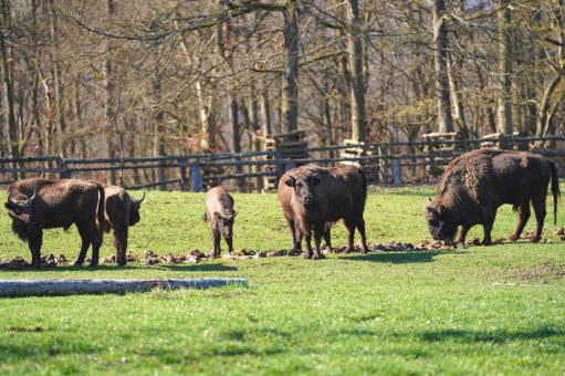 Staatssekretär Oliver Conz eröffnet neuen Wisentstall im WildtierPark Edersee