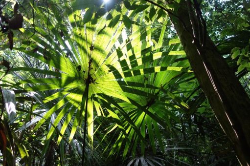 Tag des Tropenwaldes 2023 – Grund zum Feiern?