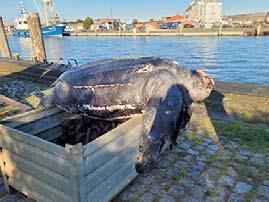 TiHo-Forschende in Büsum obduzieren Lederschildkröte aus der Nordsee