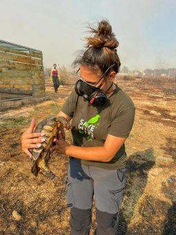 Brände in Griechenland: Ökologische Katastrophe bedroht Schildkröten