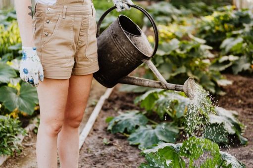 Sommersonne: Augen bei der Gartenarbeit richtig schützen