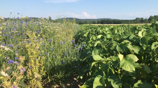 Mit gutem Gefühl genießen: Ein besonderes „Erntedank-Menü“ honoriert das Engagement von Landwirten für Biodiversität und Insektenschutz