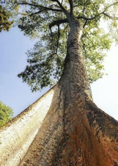 Kapok – die futuristische Funktionsfaser wächst auf Bäumen und hat enorm positive Auswirkungen auf unser Ökosystem