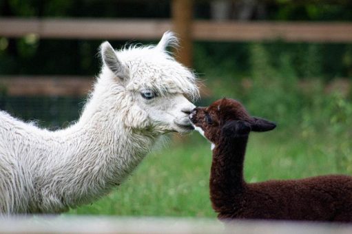 Süßer Neuzugang im Wildpark Müden