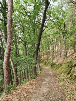 DWV begrüßt Resolution des Deutschen Naturschutzrings zum Schutz von Naturwegen