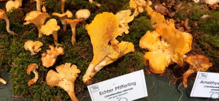 6. Große Pilzausstellung des Schwäbischen Waldes und Landschaftsausstellung „PilzReich“: Verborgene Schönheiten des Schwäbischen Waldes werden zur Schau gestellt