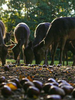 Große Eichel- und Kastanien Sammelaktion für die Tiere im Wildpark Müden