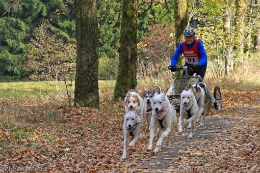 Indian Summer Race fast ausgebucht! Etwa 200 Hunde mit ihren Mushern besuchen Clausthal-Zellerfeld am 14. und 15. Oktober 2023