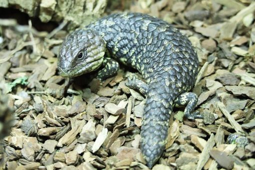 Sensationeller Nachwuchs im Tropen-Aquarium Hagenbeck