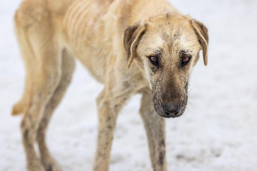 Spenden-Marathon für Tiere 2022 geht in die heiße Phase: Starkes Bündnis unterstützt erneut Spendenaktion für heimatlose Tiere in Europa