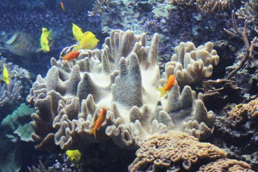 Hagenbeck-Korallen liefern wissenschaftliche Erkenntnisse mit medizinischem Potenzial