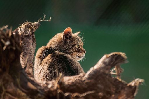 6. Geburtstag des Wildkatzengeheges am 20. Oktober 2023 von 10 bis 19 Uhr Wildkatzengehege an der Marienteichbaude