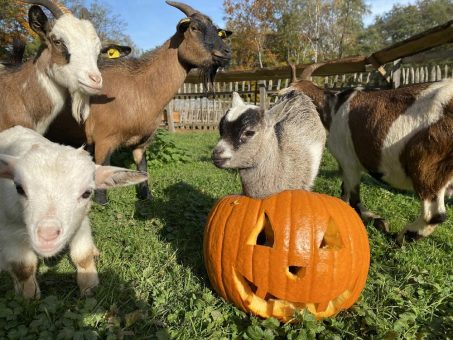 Boo at the Zoo