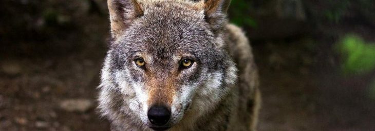 Landwirte, Jäger und Reiter kritisieren neue Wolfszahlen