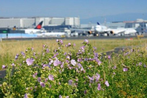 Accelerating Climate Action: Fraport Tightens 2030 Carbon Target