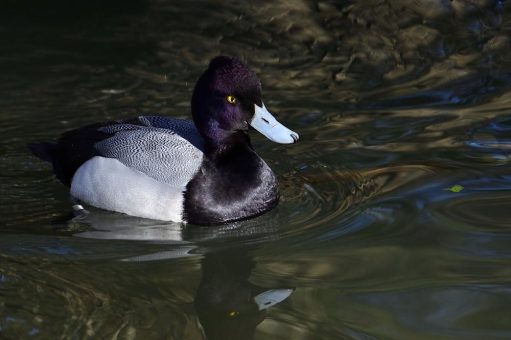 Bachauskehr: Inspektion durch Hellabrunner Naturschutz AG