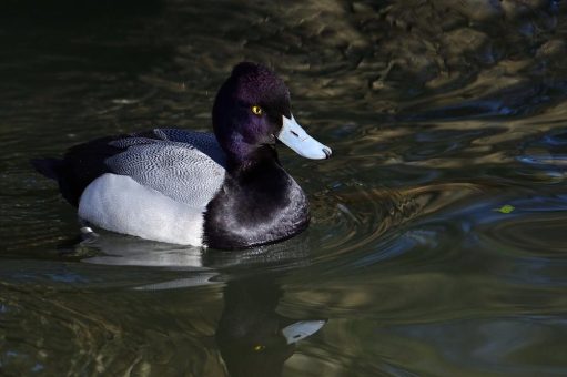 Bachauskehr: Inspektion durch Hellabrunner Naturschutz AG