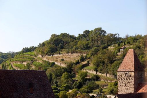 Tradition mit Ausblick: Weinanbau und -geschichten rund um das Zisterzienserkloster