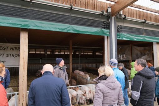 Ideen für Stallbau und Tierwohl in der Schweinehaltung