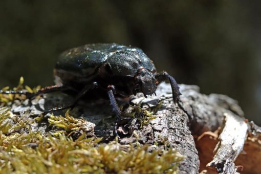 Nationalpark lädt zum 16. Wildbuffet