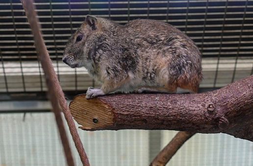 Putzige Kletterexperten aus Brasilien – Felsenmeerschweinchen neu im Kölner Zoo