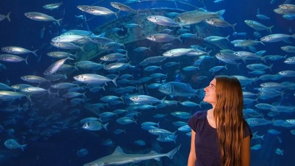 OZEANEUM Stralsund: Vergünstigter Museumsbesuch