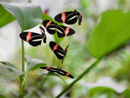 Endlich wieder da: Sonderausstellung Tropische Schmetterlinge