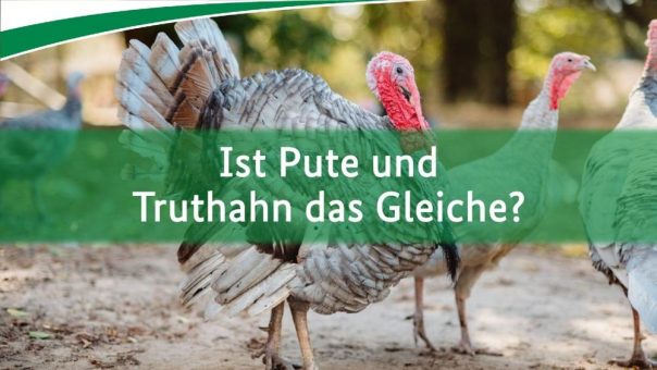 BZL-Wissenshäppchen: Truthahn oder Pute?