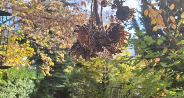 Der Garten im Winter