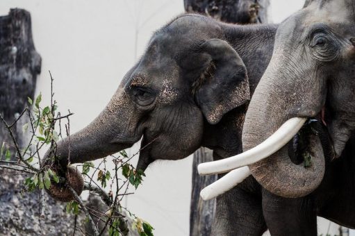 Elefantenkuh Panang verlässt Hellabrunn