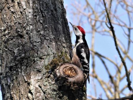 Rückblick auf 20 Jahre Spechtmonitoring im Nationalpark Kellerwald-Edersee