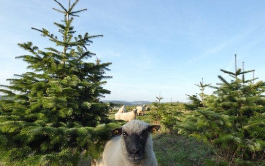 O Tannenbaum, wie grün bist du?