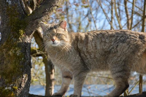 Wildtierland Hainich verwandelt ehemalige Panzerstraße in Waldkorridor – BUND begleitet Pflanzaktion mit umfassendem Wildkatzen-Monitoring