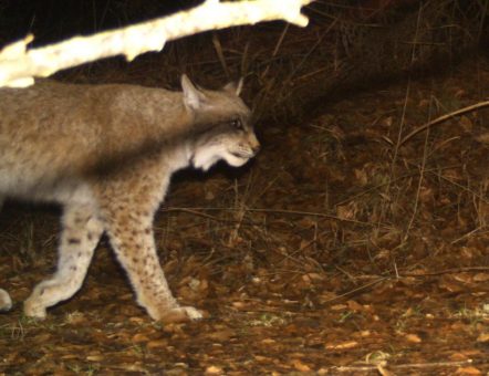 Naturschutz: Luchsin mit Jungtier außerhalb des Harzes fotografiert – Neuer Nachweis für Nachwuchs  – Siegesmund: „Luchse fühlen sich in Thüringen erfreulich wohl“