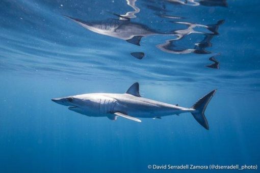 EU blockiert die Erholung der stark gefährdeten Makohaie im Atlantik