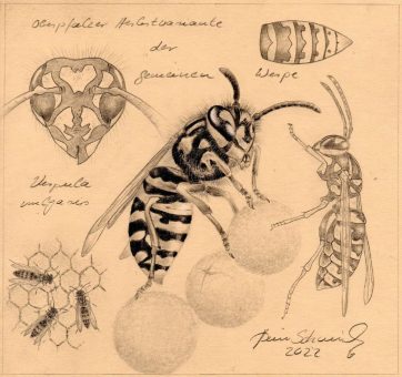 „Der Insektograf“ – Zeichnungen von Hein Schmid