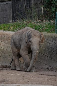 Trauer im Elefantenhaus Hagenbeck – Jungbulle Santosh gestorben