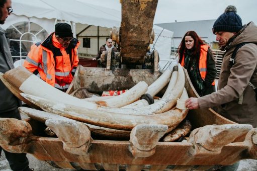 Artenschützer und französische Behörden vernichten 1,8 Tonnen Elfenbein