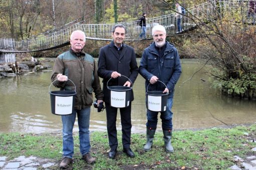 Hellabrunn wildert erneut erfolgreich Bachforellen im Auer Mühlbach aus