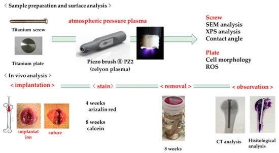 Wirkung der Plasmabehandlung einer Titanoberfläche auf das Gewebe um das Implantatmaterial