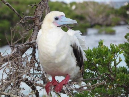 Expeditions-Kreuzfahrt zum Bird Watching auf den Seychellen