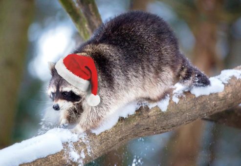 Winterzauber und tierische Geschenkideen im Wildpark Schwarze Berge