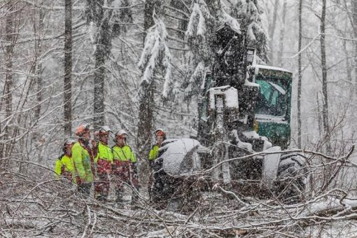 Buchen mit massiven Trockenschäden werden gefällt