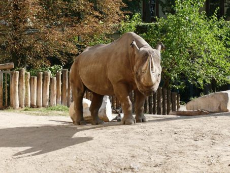 Abschied von Nashornbulle KALUSHO